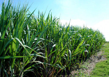 Tecnologias para o aumento da produção da cana-de-açúcar é tema do Dia de Campo na TV
